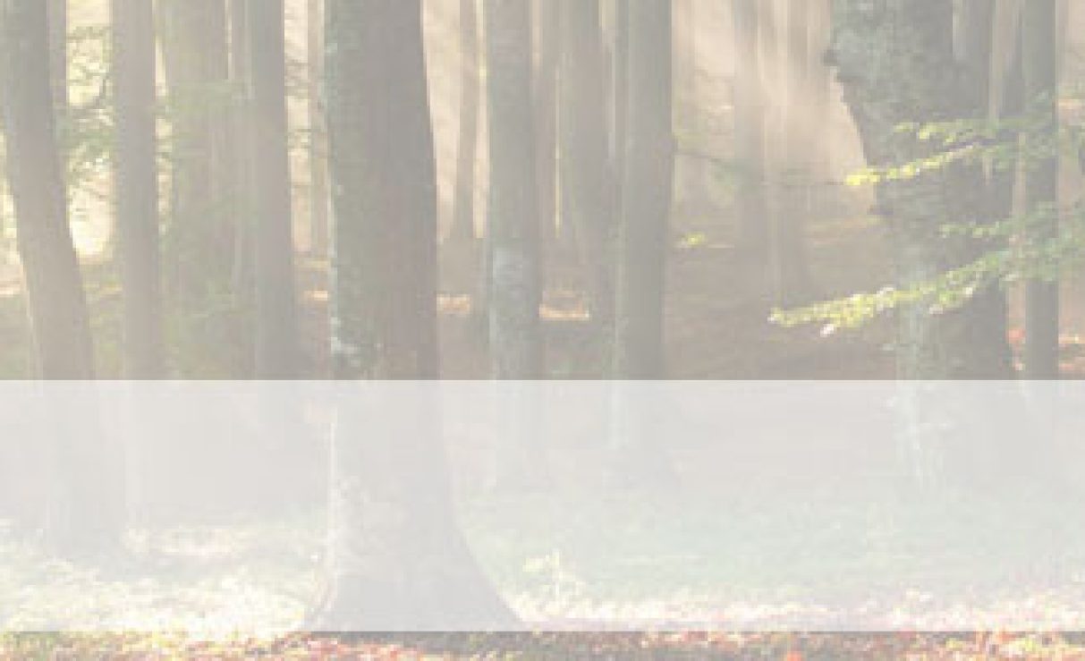 blog carpinteros valencia